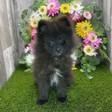 Pomeranian Puppy Bennie