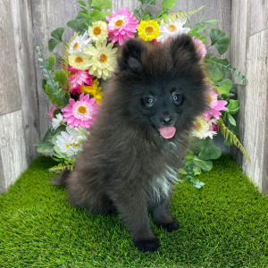 Pomeranian Puppy Bennie
