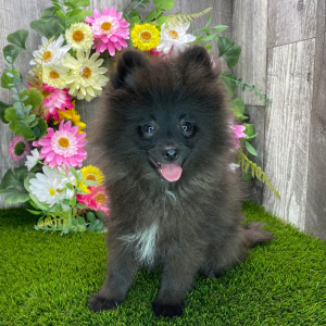 Pomeranian Puppy Bennie