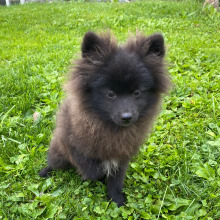 Pomeranian Puppy Bennie