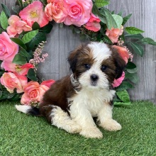 Havanese Puppy Grover