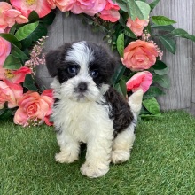 Havanese Puppy Gemma