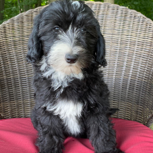 Sheepadoodle Puppy Peanut
