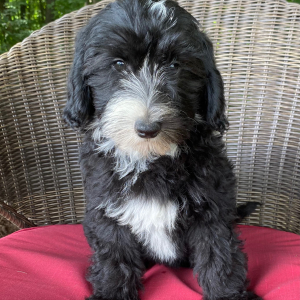 Sheepadoodle Puppy Peanut