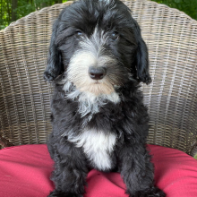 Sheepadoodle Puppy Peanut