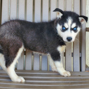Siberian Husky Puppy McKenna