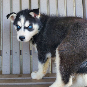 Siberian Husky Puppy McKenna