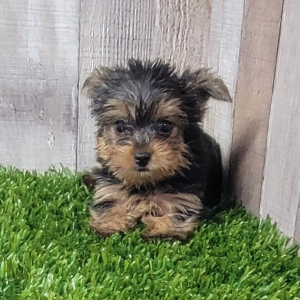 Yorkshire Terrier Puppy Delilah