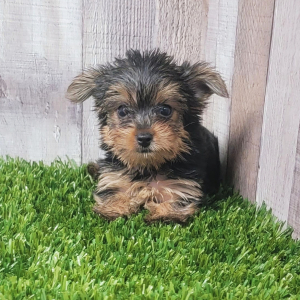 Yorkshire Terrier Puppy Delilah