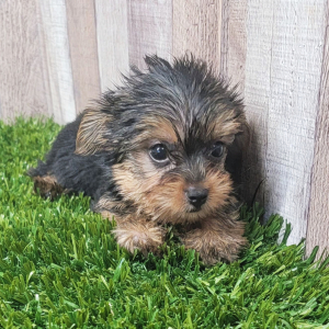 Yorkshire Terrier Puppy Delilah