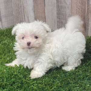 Maltese Puppy Ember