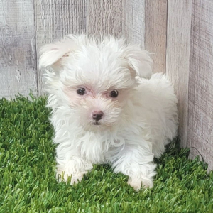 Maltese Puppy Ember