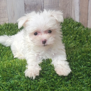Maltese Puppy Ember