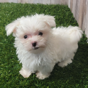 Maltese Puppy Ember
