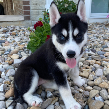 Siberian Husky Puppy Bertha