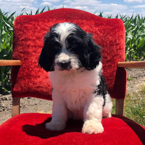 Bernedoodle Puppy Gavin