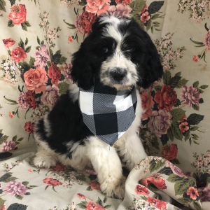 Bernedoodle Puppy Gavin