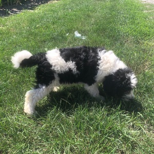 Bernedoodle Puppy Gavin