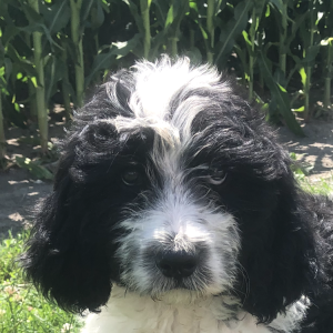 Bernedoodle Puppy Gavin