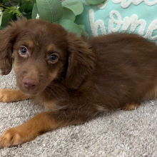 Aussiedoodle Puppy Hunter