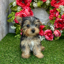 Yorkshire Terrier Puppy Magdalena