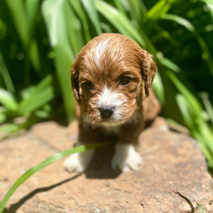 Cavapoo Puppy Shaxon