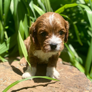 Cavapoo Puppy Shaxon