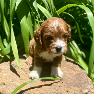 Cavapoo Puppy Shaxon
