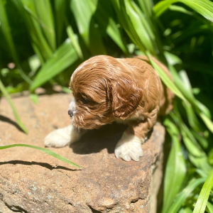Cavapoo Puppy Shaxon