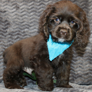 Cocker Spaniel Puppy Silas