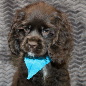 Cocker Spaniel Puppy Silas