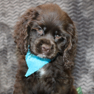 Cocker Spaniel Puppy Silas