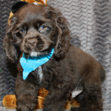 Cocker Spaniel Puppy Silas