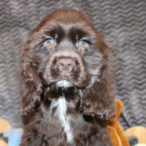 Cocker Spaniel Puppy Silas