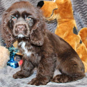 Cocker Spaniel Puppy Silas