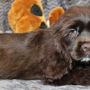 Cocker Spaniel Puppy Silas