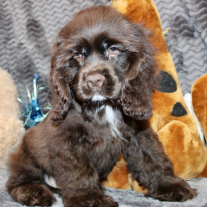 Cocker Spaniel Puppy Silas