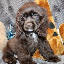 Cocker Spaniel Puppy Silas