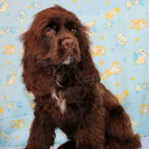 Cocker Spaniel Puppy Silas