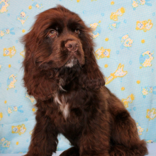 Cocker Spaniel Puppy Silas
