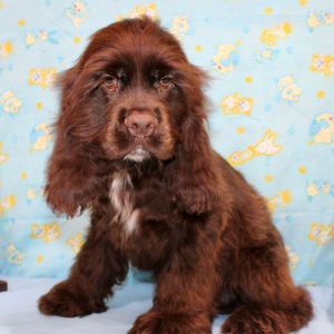 Cocker Spaniel Puppy Silas