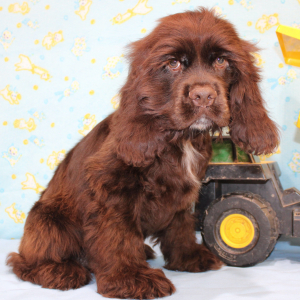 Cocker Spaniel Puppy Silas
