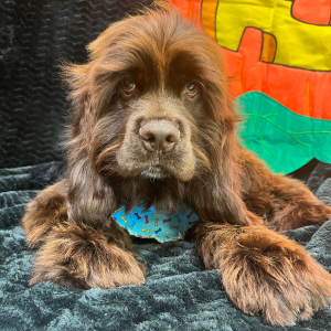 Cocker Spaniel Puppy Silas