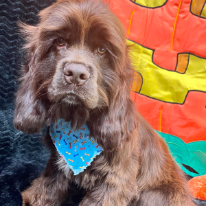 Cocker Spaniel Puppy Silas