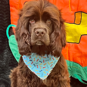 Cocker Spaniel Puppy Silas