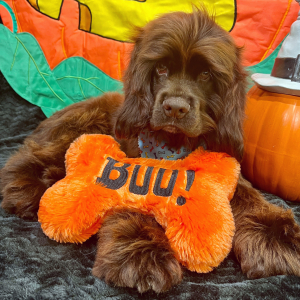 Cocker Spaniel Puppy Silas