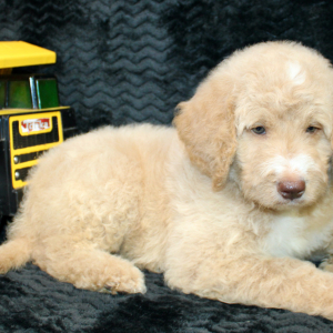Goldendoodle Puppy Dax