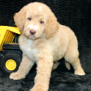 Goldendoodle Puppy Dax