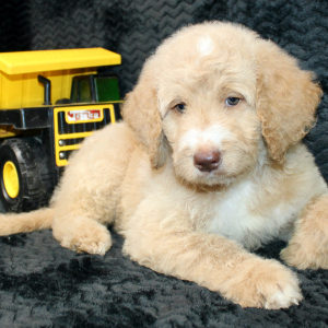 Goldendoodle Puppy Dax