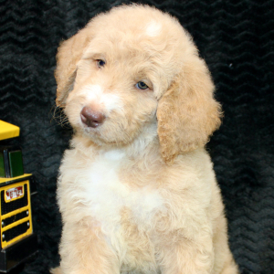 Goldendoodle Puppy Dax